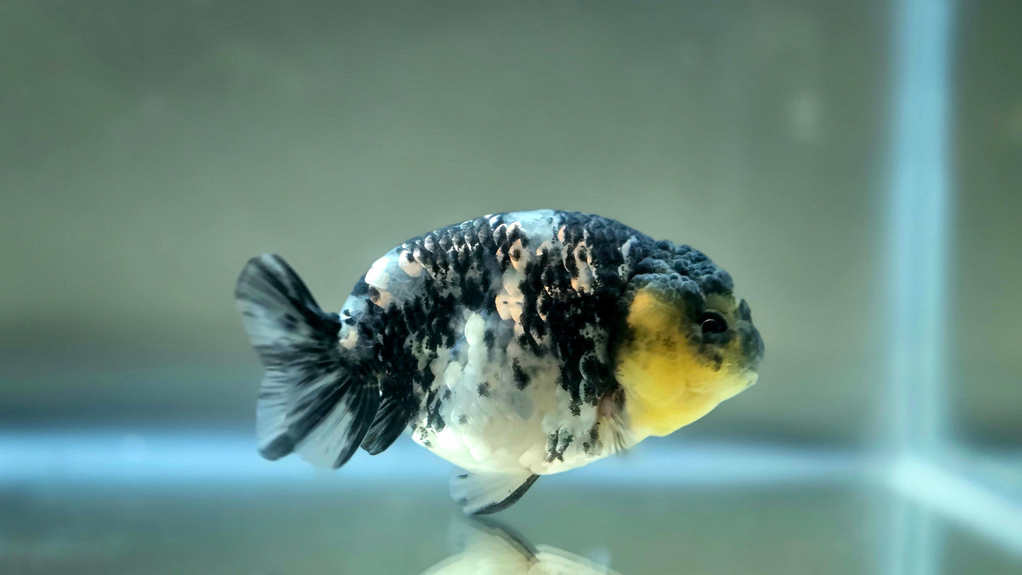 HQ Ranchu July2657 T2