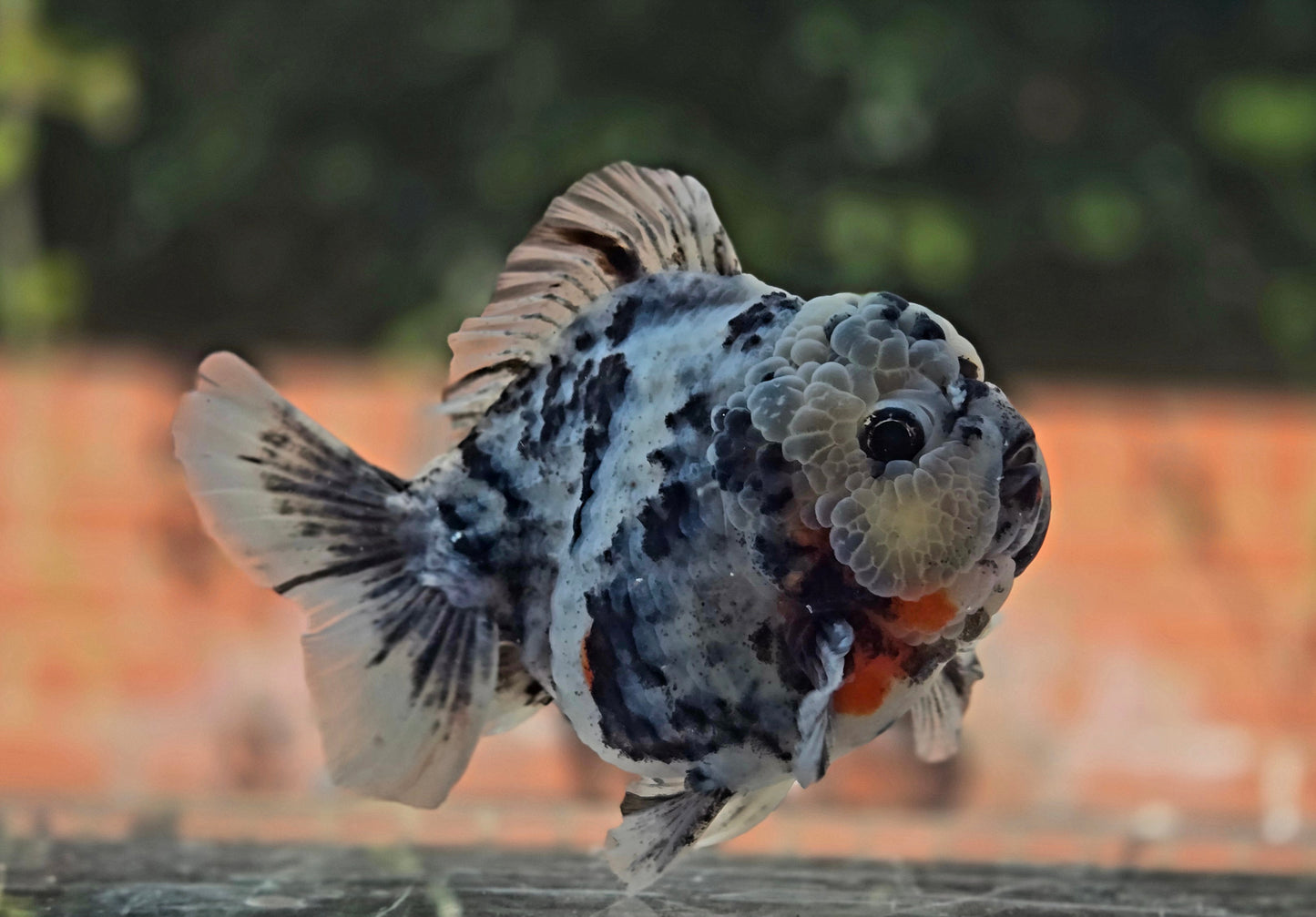 VHQ Jumbo Calico Oranda July2611 T6