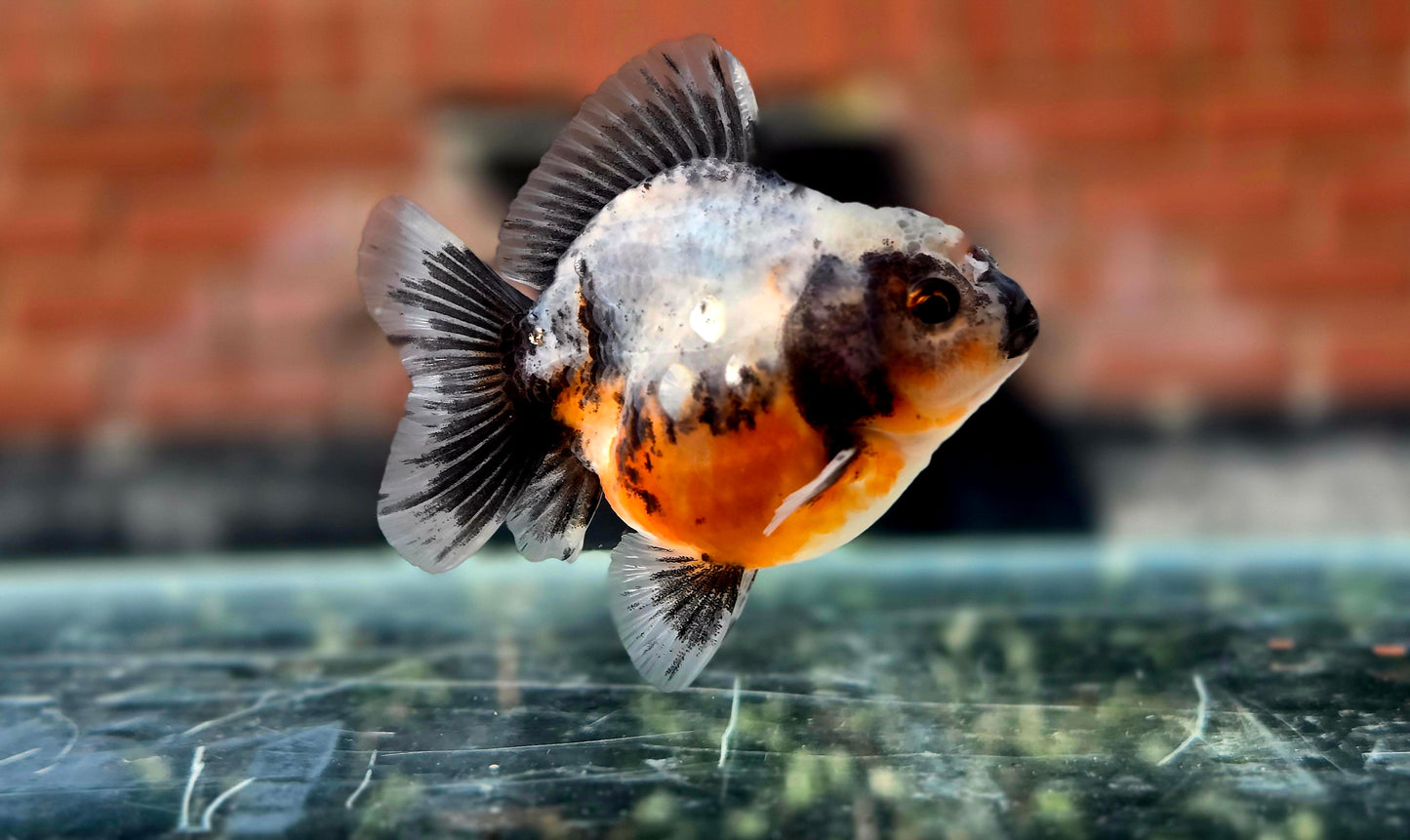HQ Shogun Oranda July2650 C3