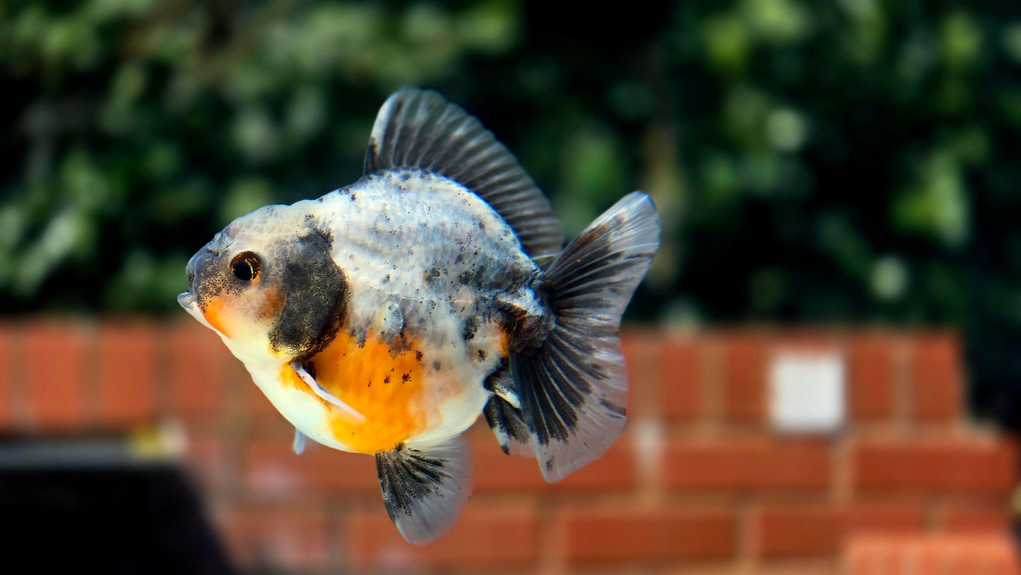 HQ Shogun Oranda July2650 C3