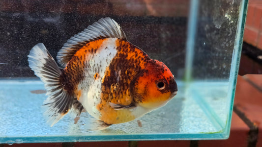 Oranda Short Tail Dec009