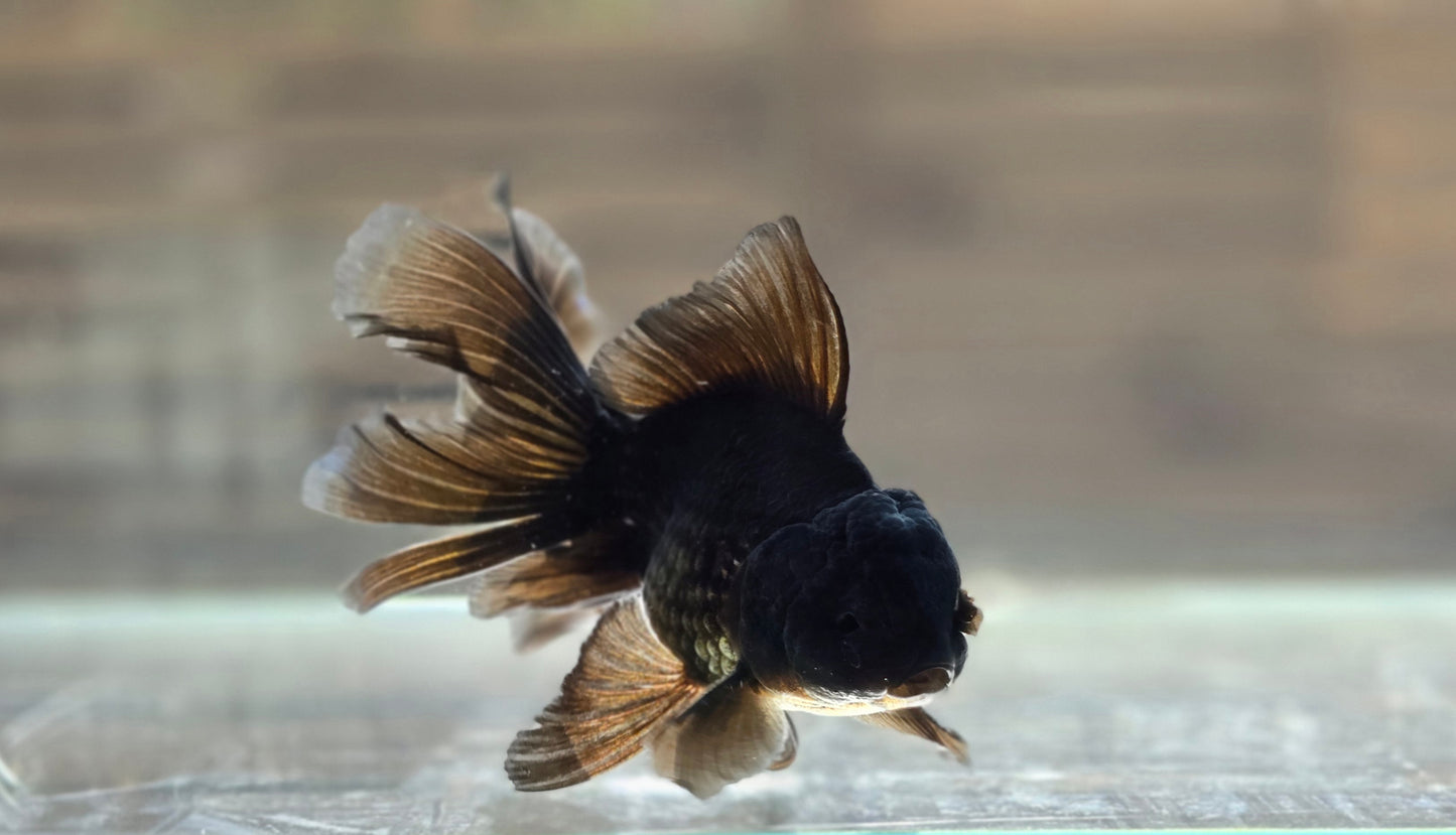 Black Oranda May018