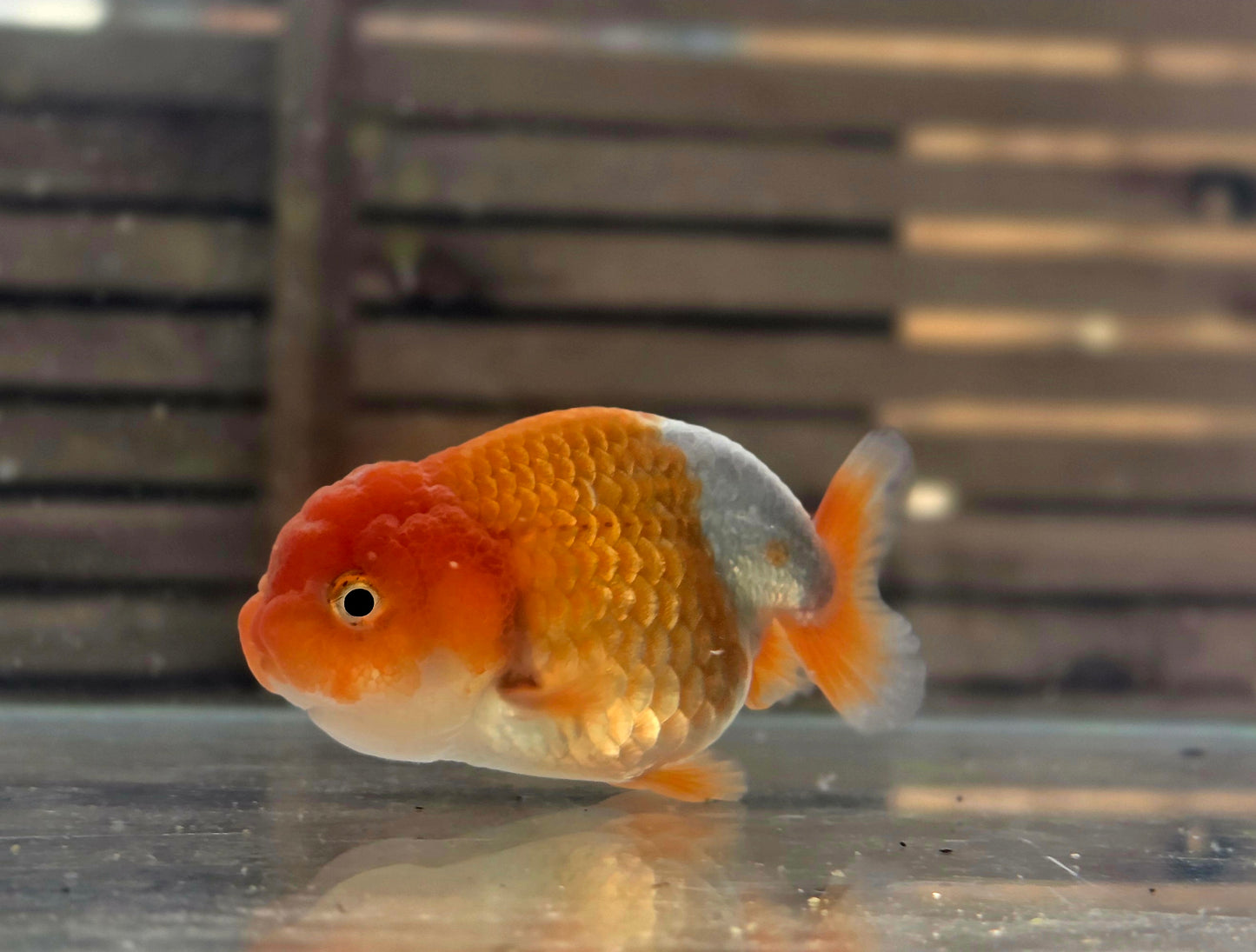 Ranchu A003