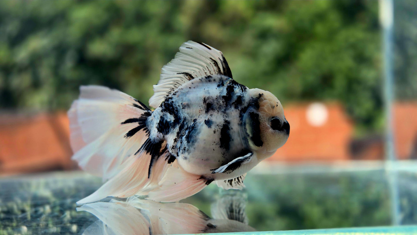 VHQ Jumbo Calico Oranda July2633 C1