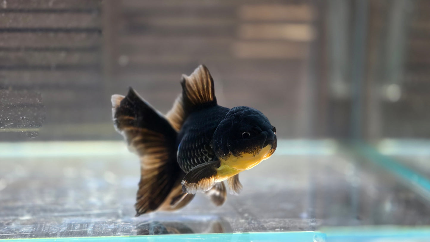 Black Oranda May015