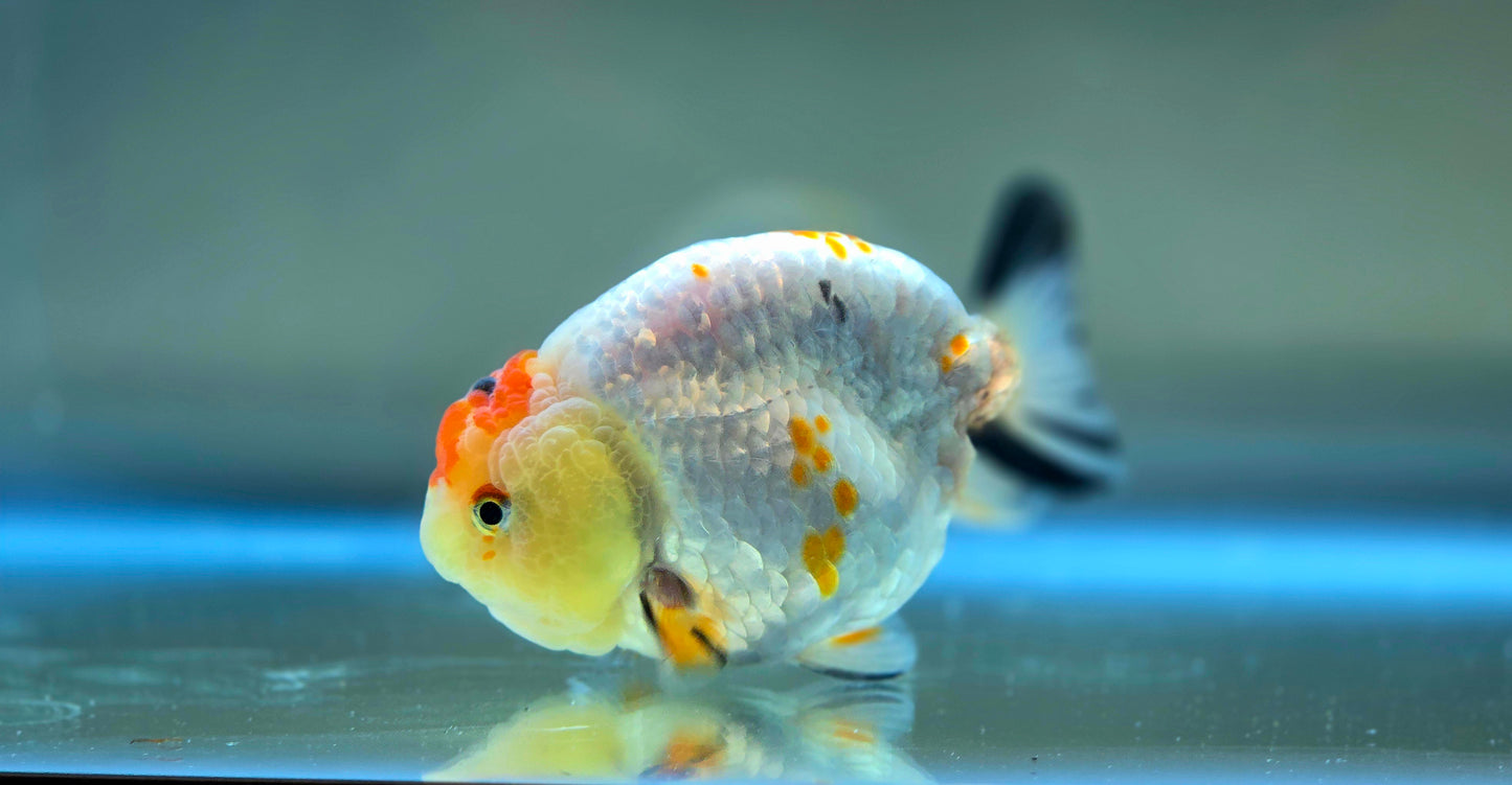 HQ Ranchu July2635 T1