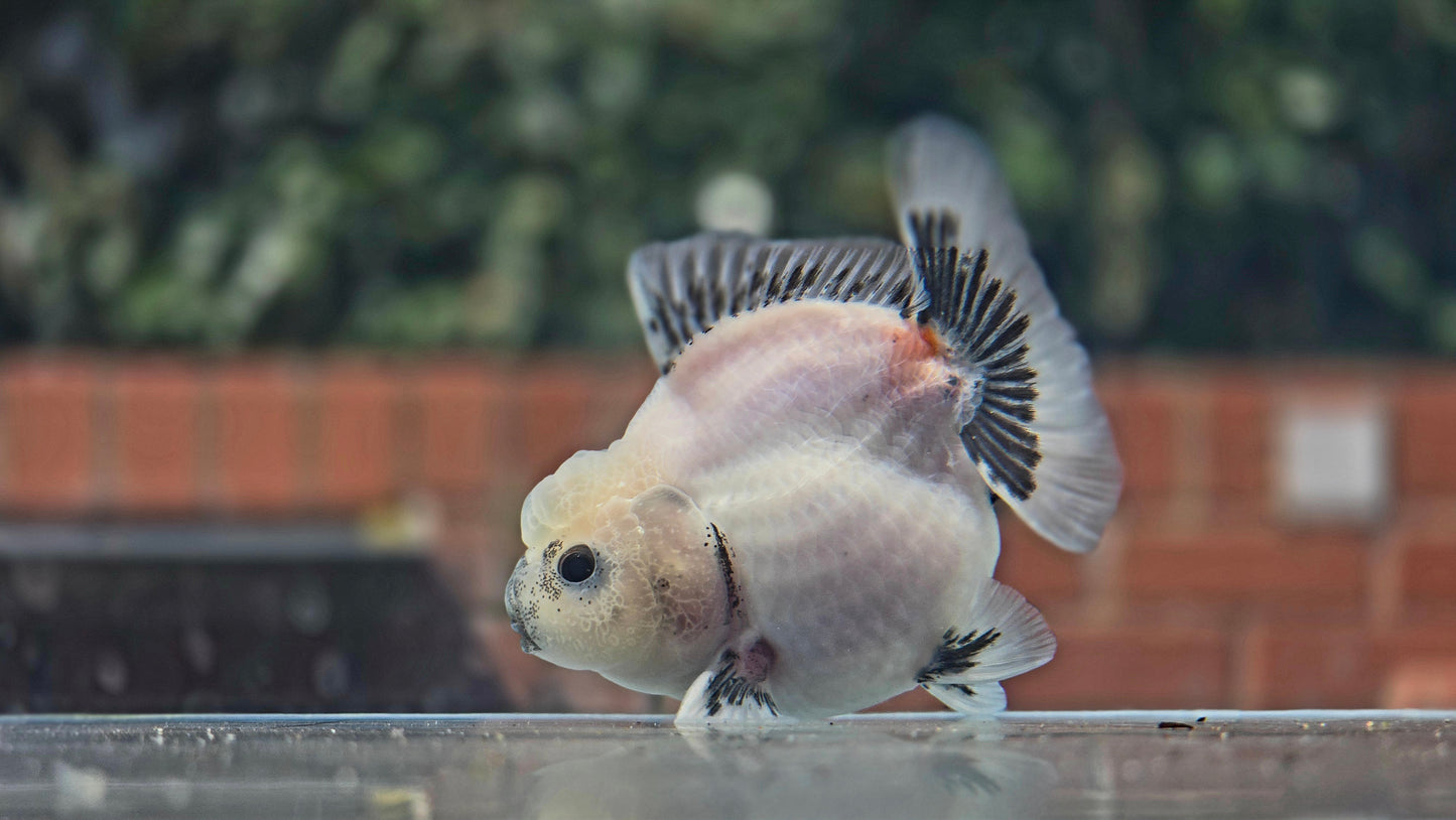 HQ Shogun Oranda July2653 C3