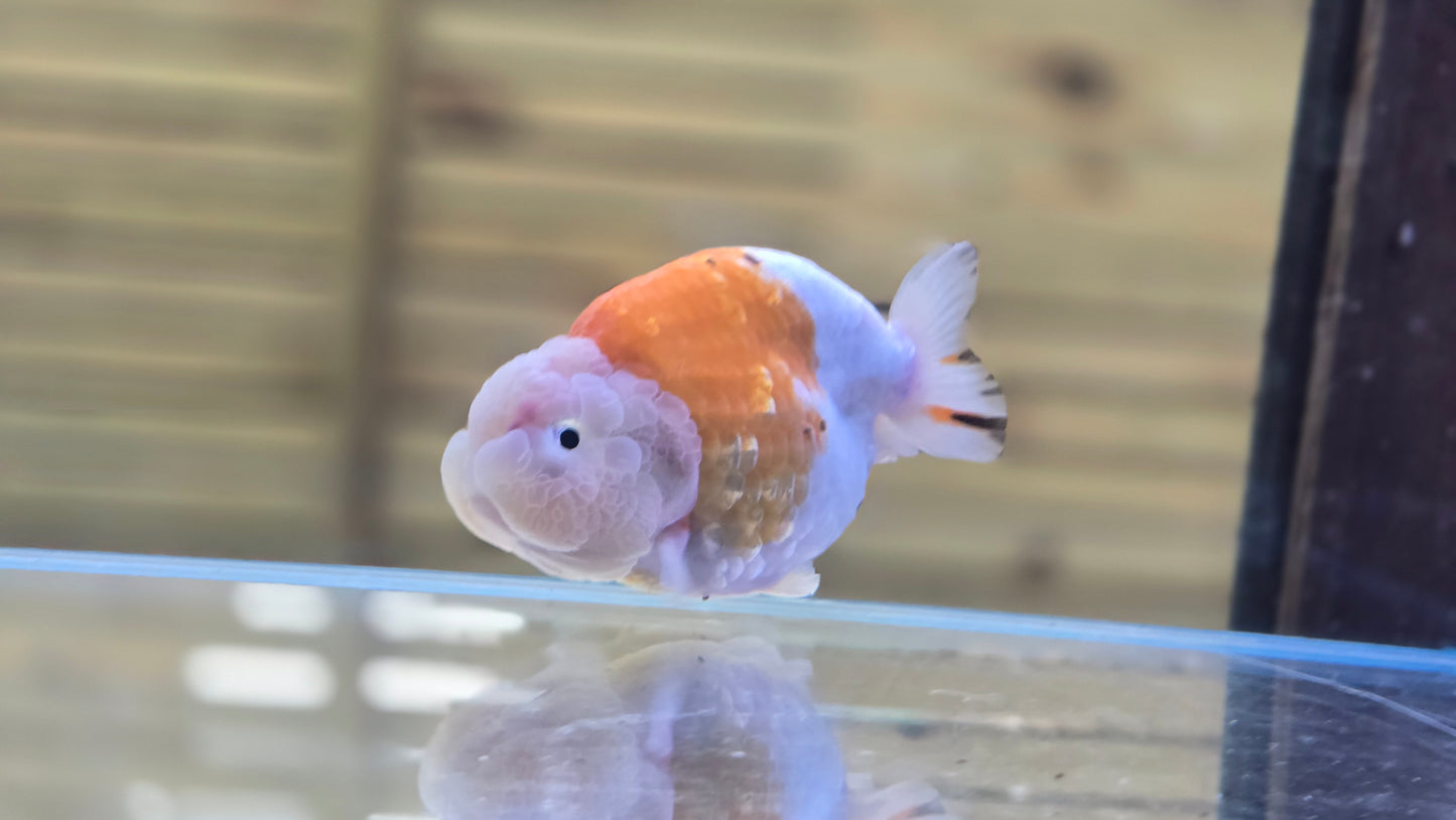 Ranchu J26033