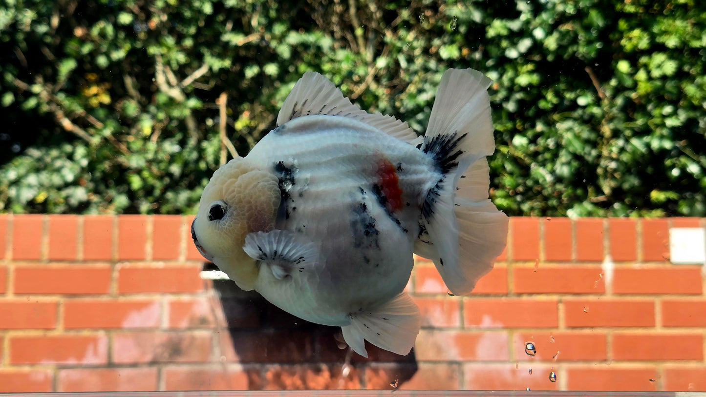 VHQ Jumbo Calico Oranda July2629 P
