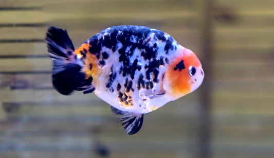 Calico Ranchu J26022