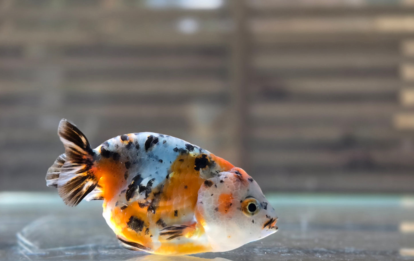 Calico Ranchu May002