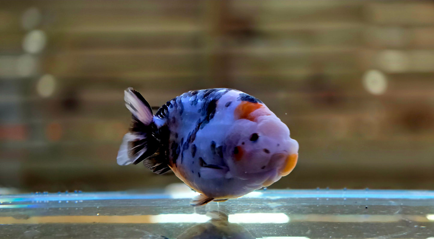 Calico Ranchu J26023