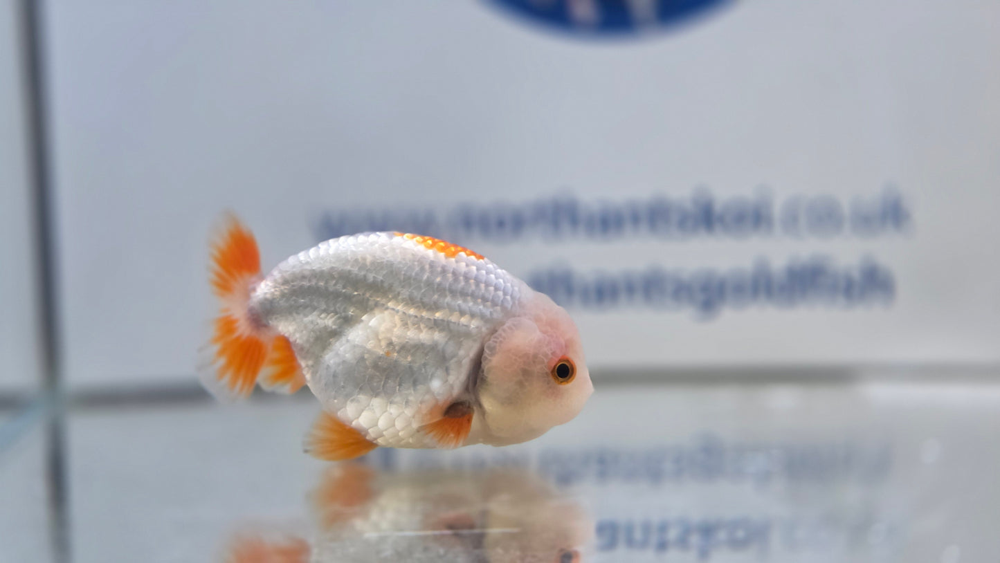 Ranchu J26030