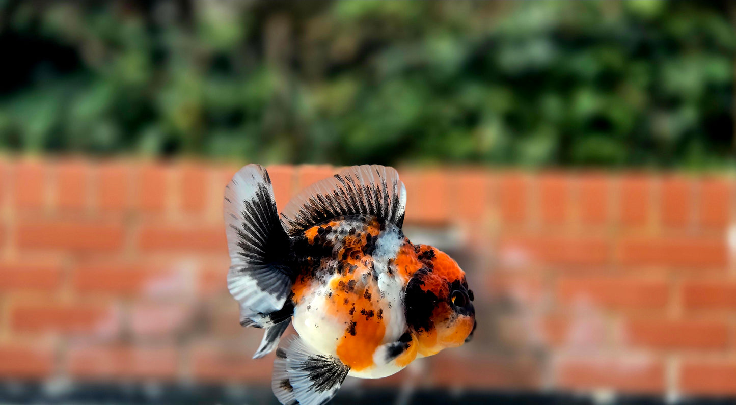 HQ Shogun Oranda July2665 C3