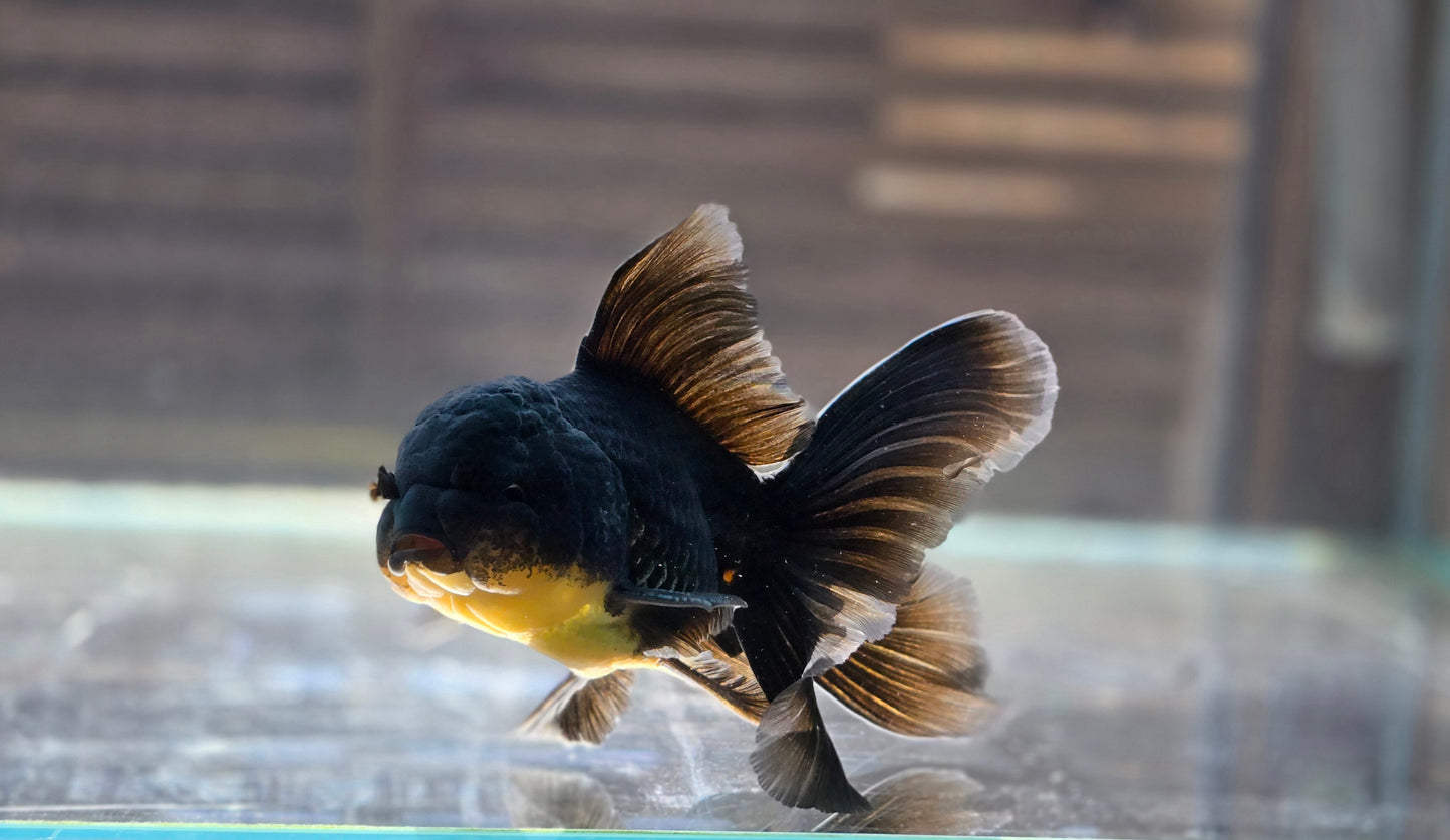 Black Oranda May015
