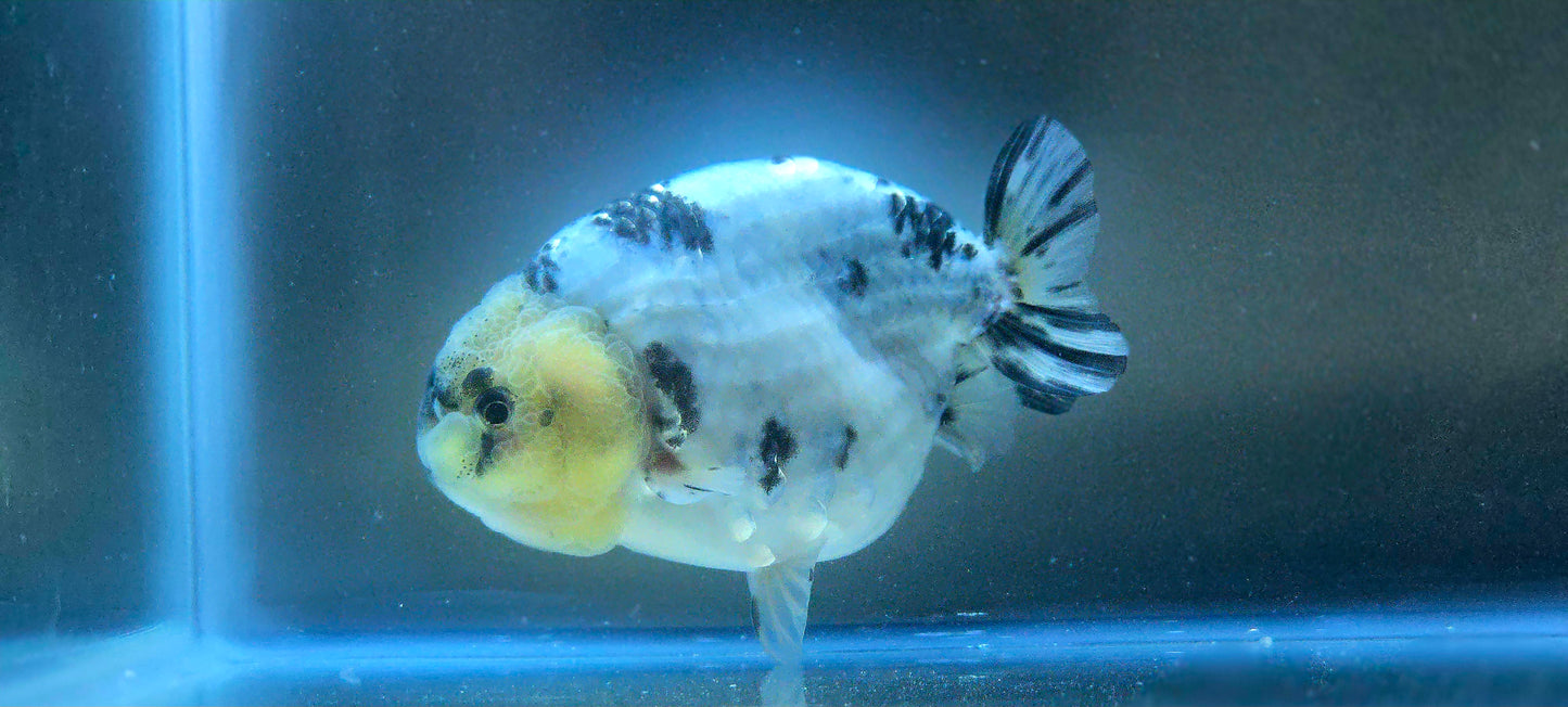 HQ Ranchu July2642 T2