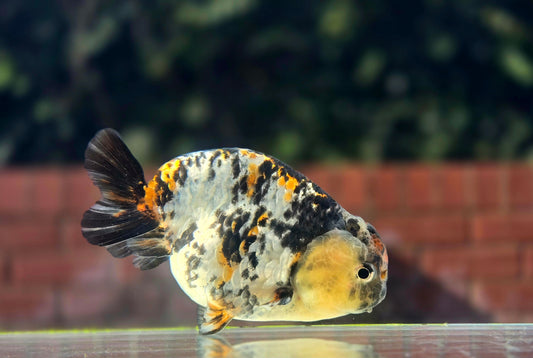 HQ Ranchu July26338 P1