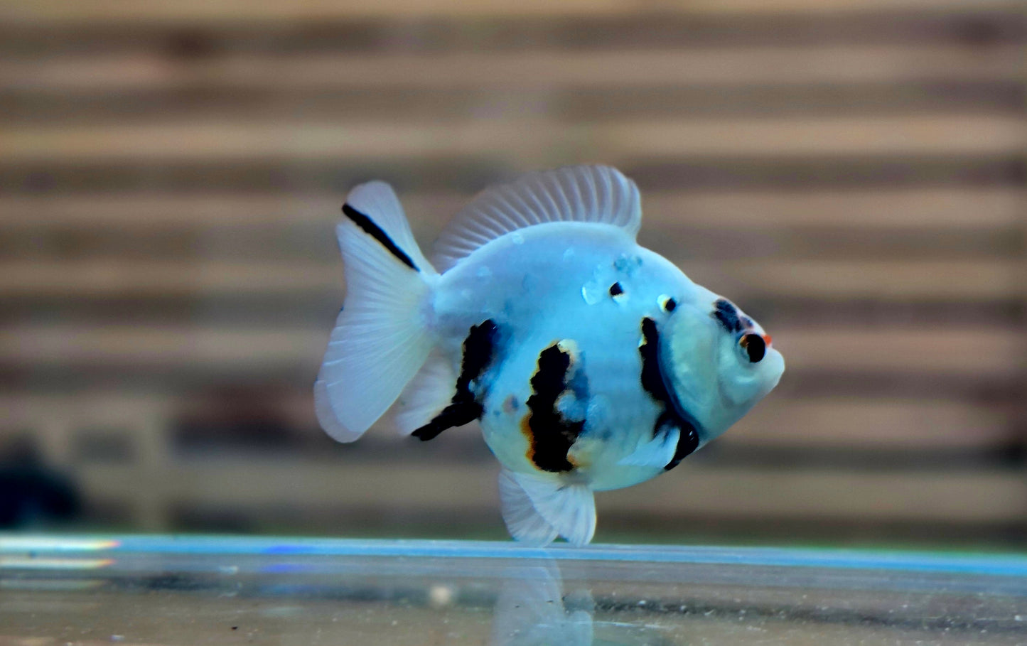 Calico Oranda May007