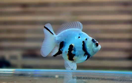 Calico Oranda May007