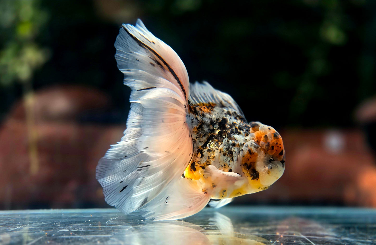 VHQ Jumbo Calico Oranda July2604 P