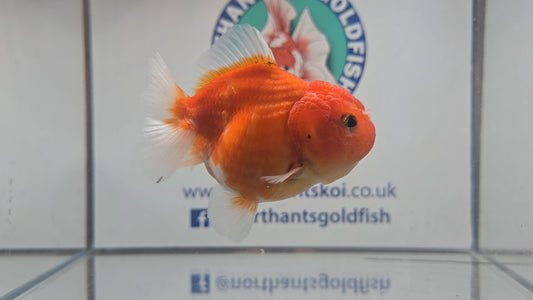 Short Tail Oranda Aug003