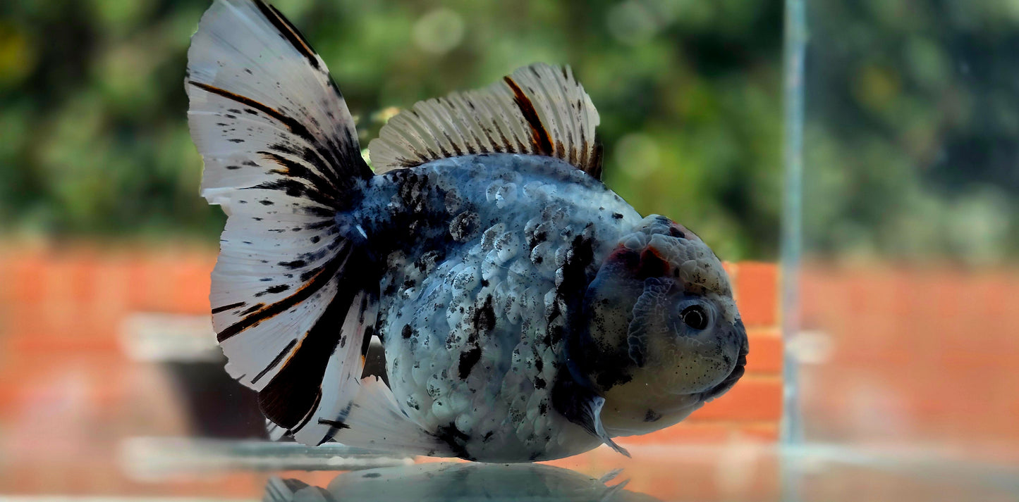 VHQ Jumbo Calico Oranda July2613 T6