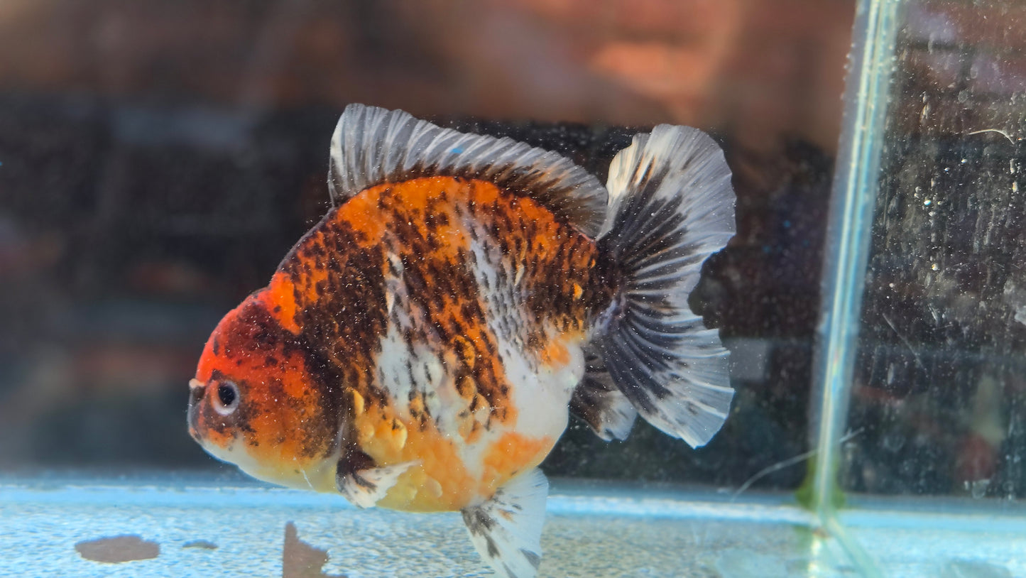 Oranda Short Tail Dec009