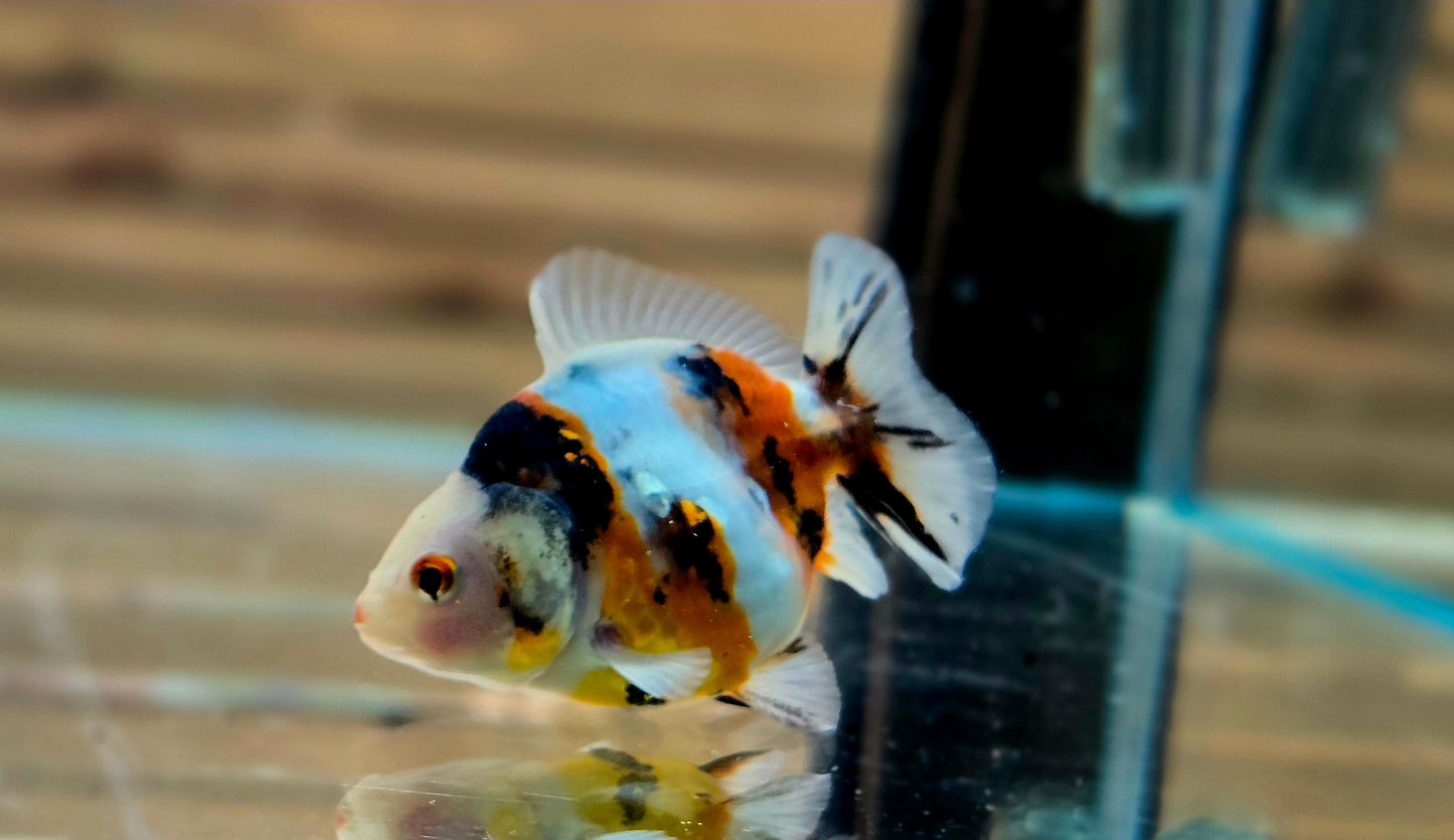 Calico Oranda May008