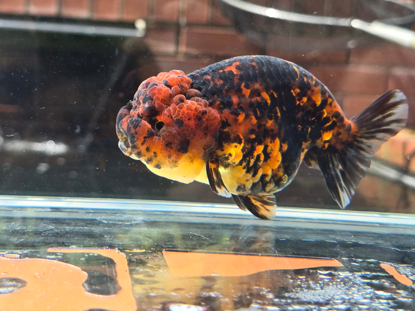 HQ Ranchu June067