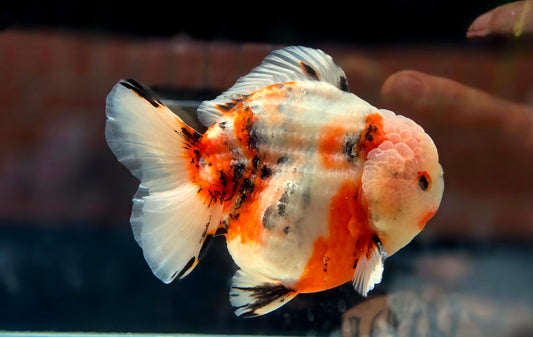 VHQ Jumbo Calico Oranda July2606 P