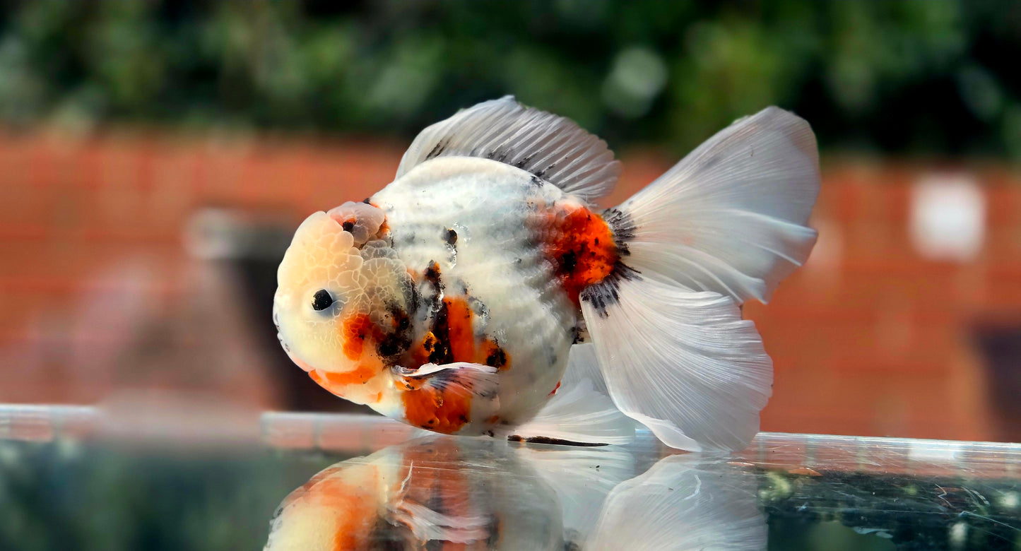VHQ Jumbo Calico Oranda July2616 T4