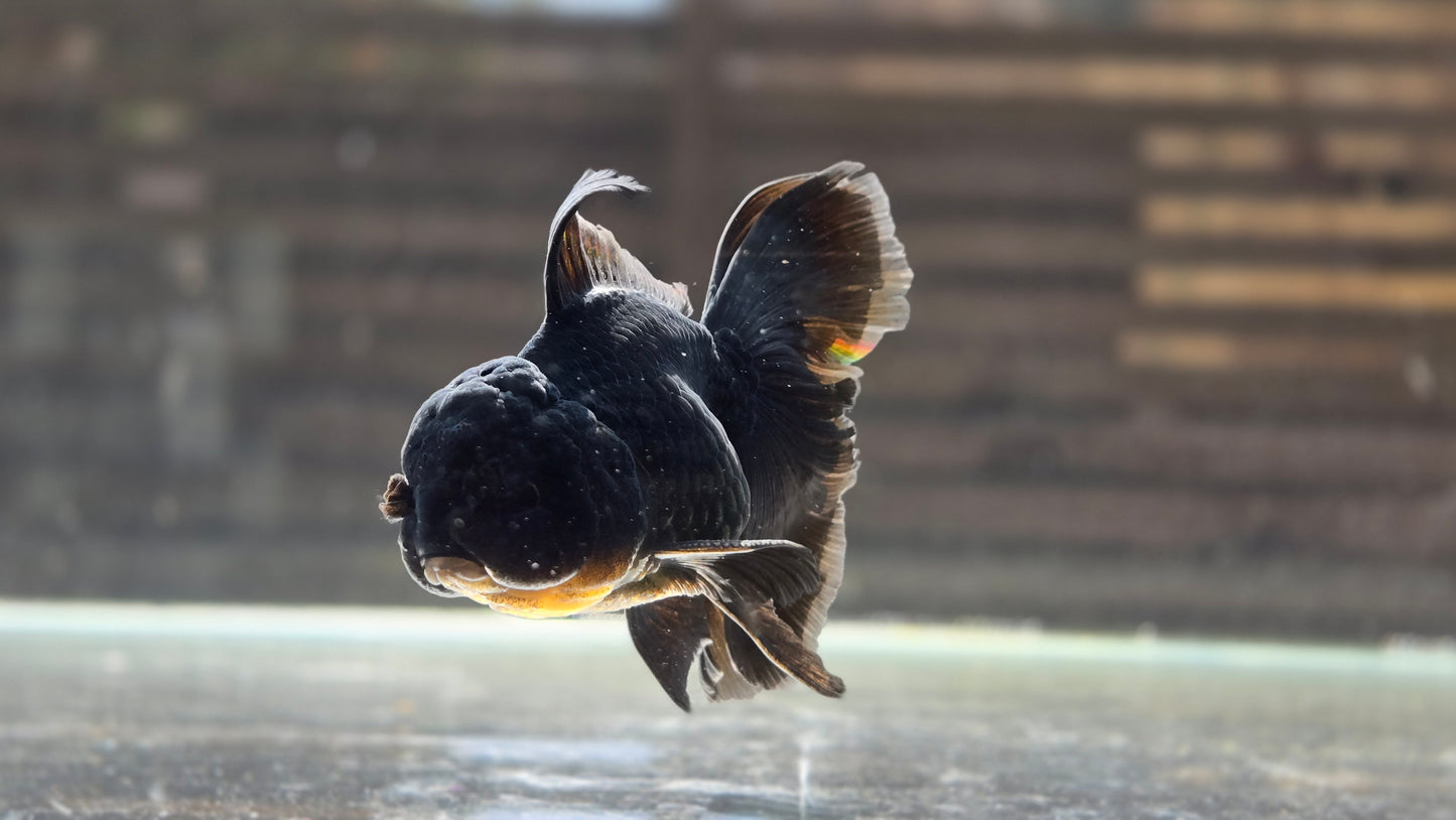 Black Oranda May014