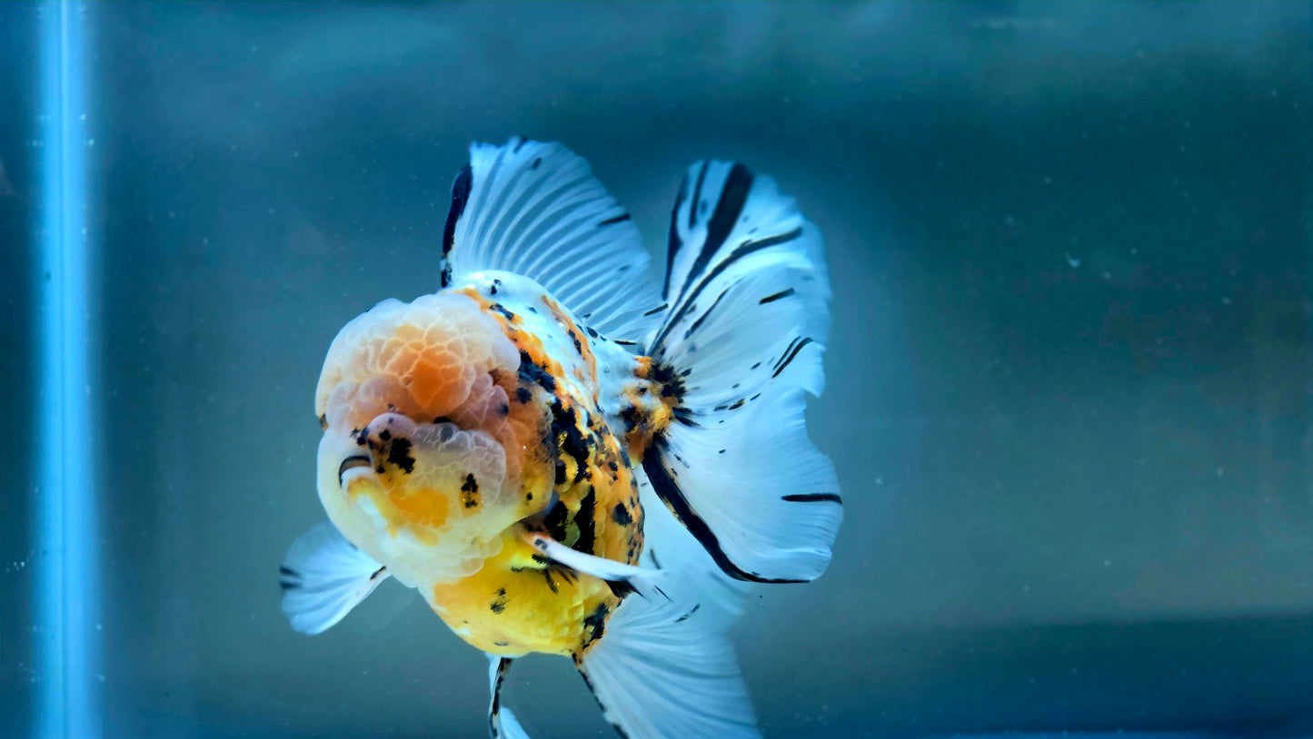 VHQ Jumbo Calico Oranda July2608 T5