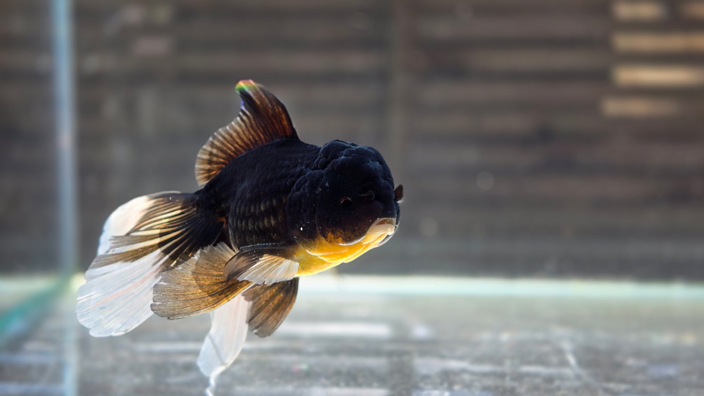 Black Oranda May013