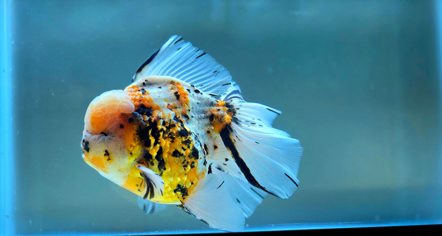 VHQ Jumbo Calico Oranda July2608 T5