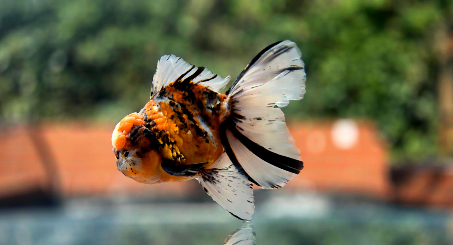 VHQ Jumbo Calico Oranda July2632 C1