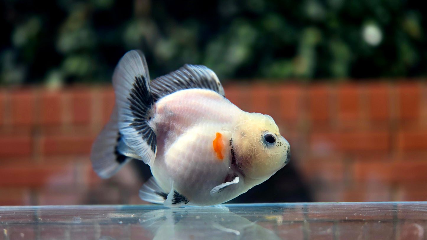 HQ Shogun Oranda July2653 C3