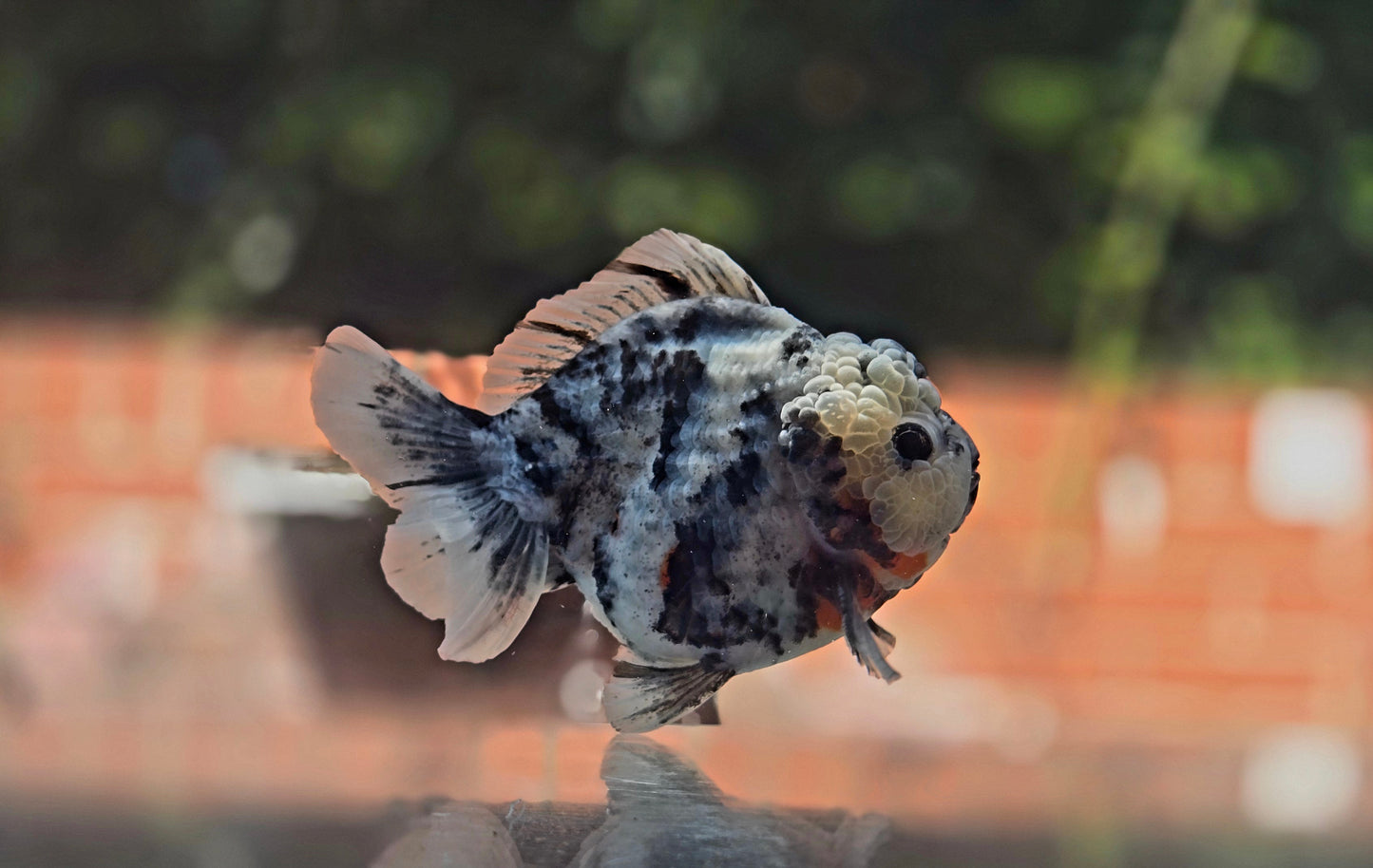 VHQ Jumbo Calico Oranda July2611 T6