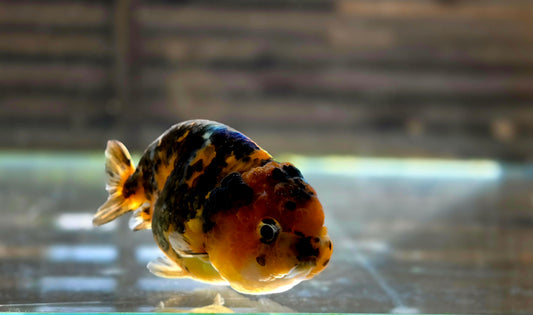 Calico Ranchu May010