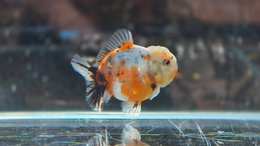 Shogun Short Tail Oranda June11
