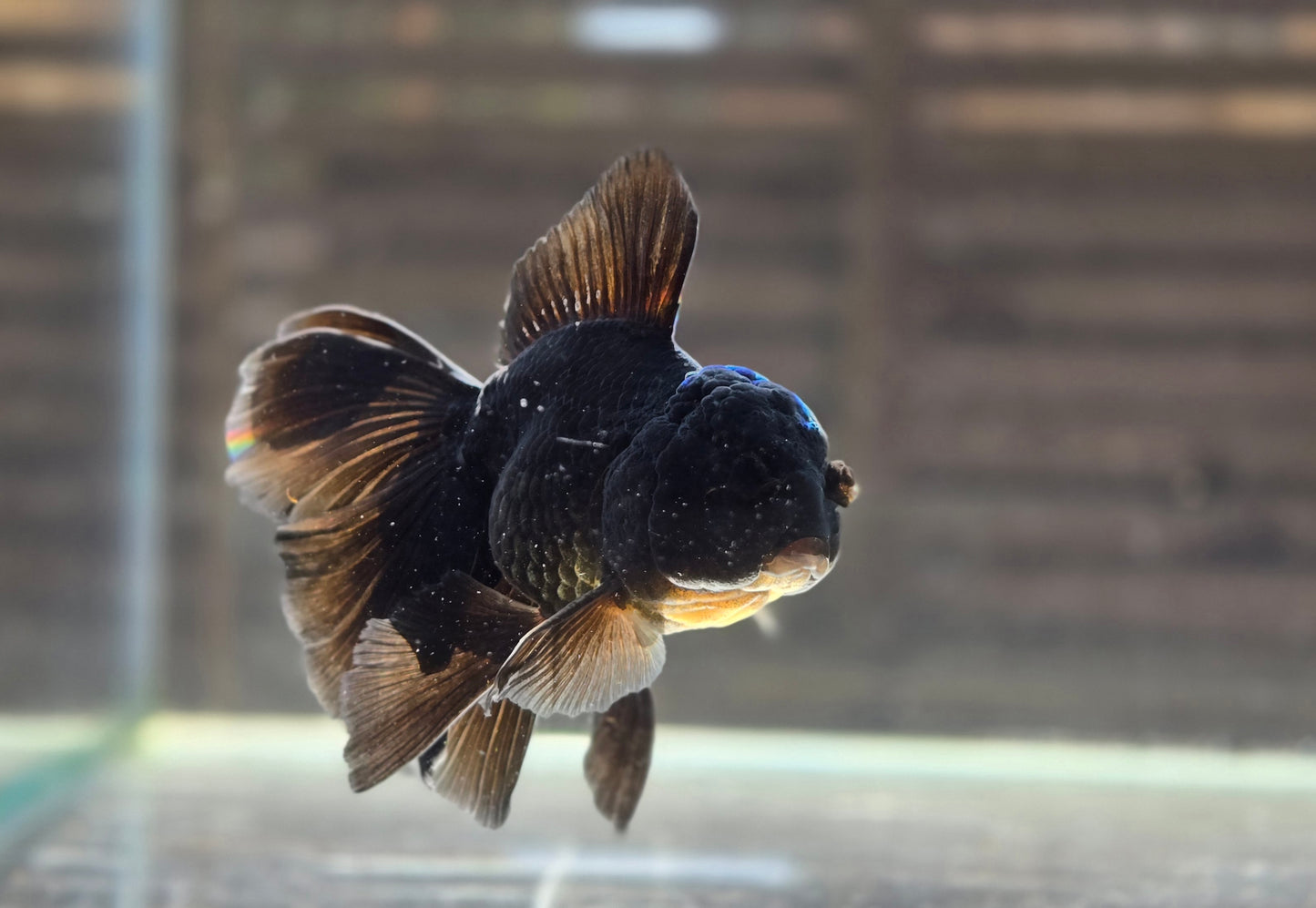 Black Oranda May014