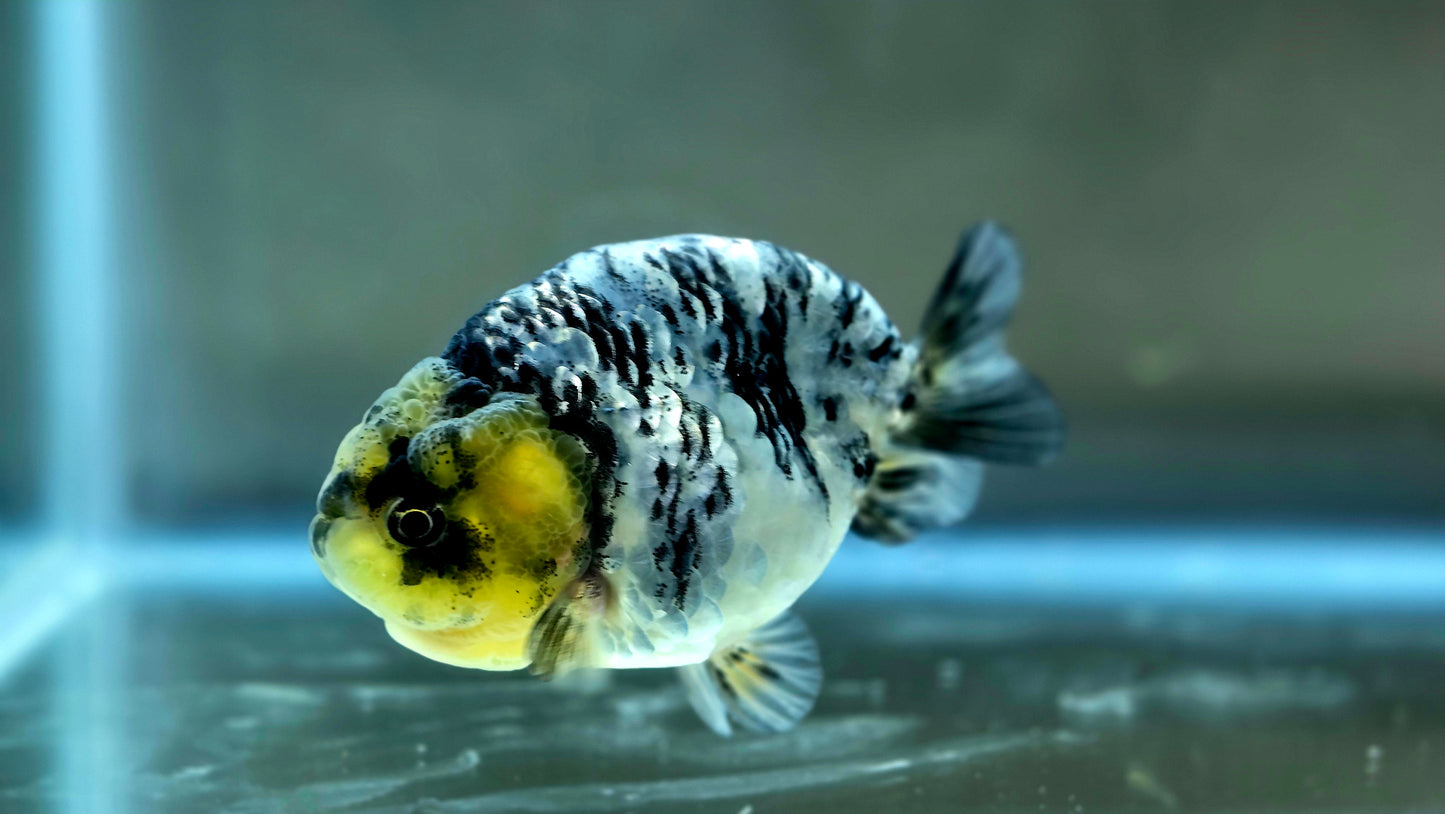 HQ Ranchu July2659 T2