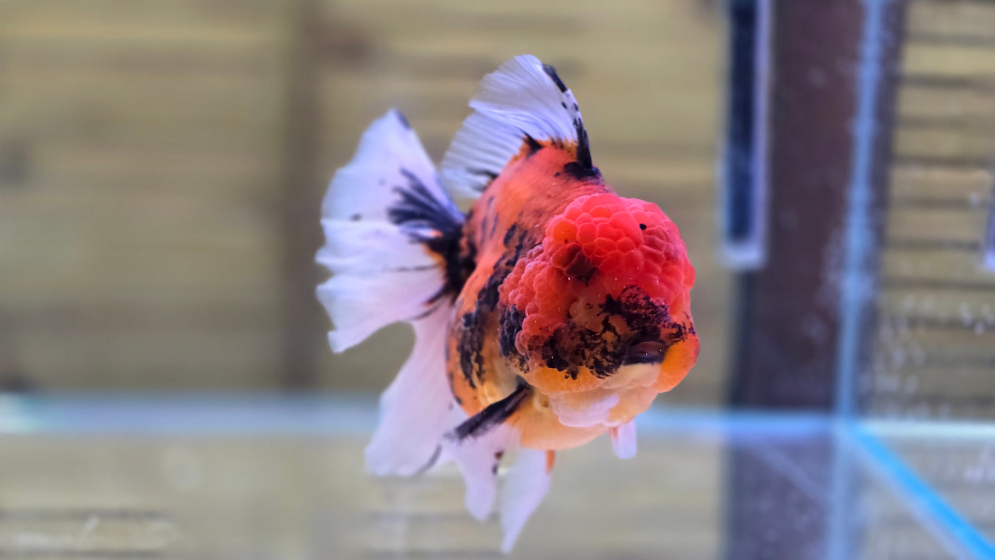 Jumbo Oranda J26018