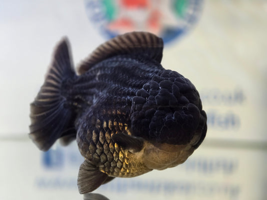 VHQ Jumbo Black Oranda Oct001