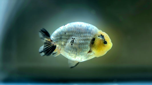 HQ Ranchu July2624 T1