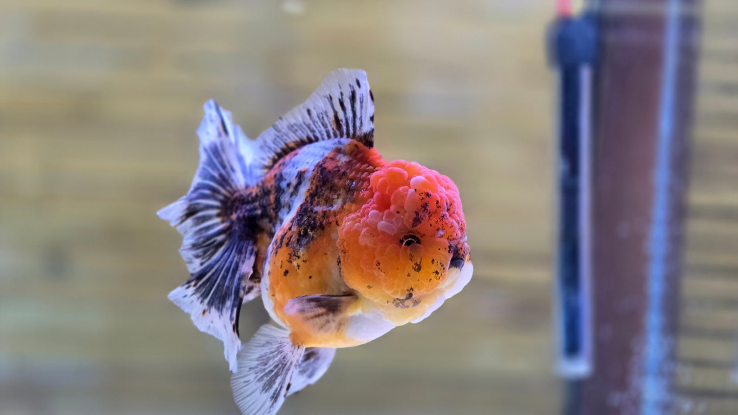 Jumbo Oranda J26017