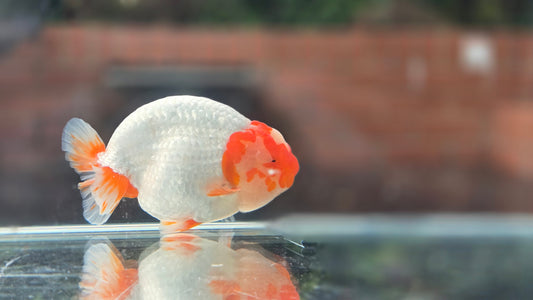 Ranchu June15