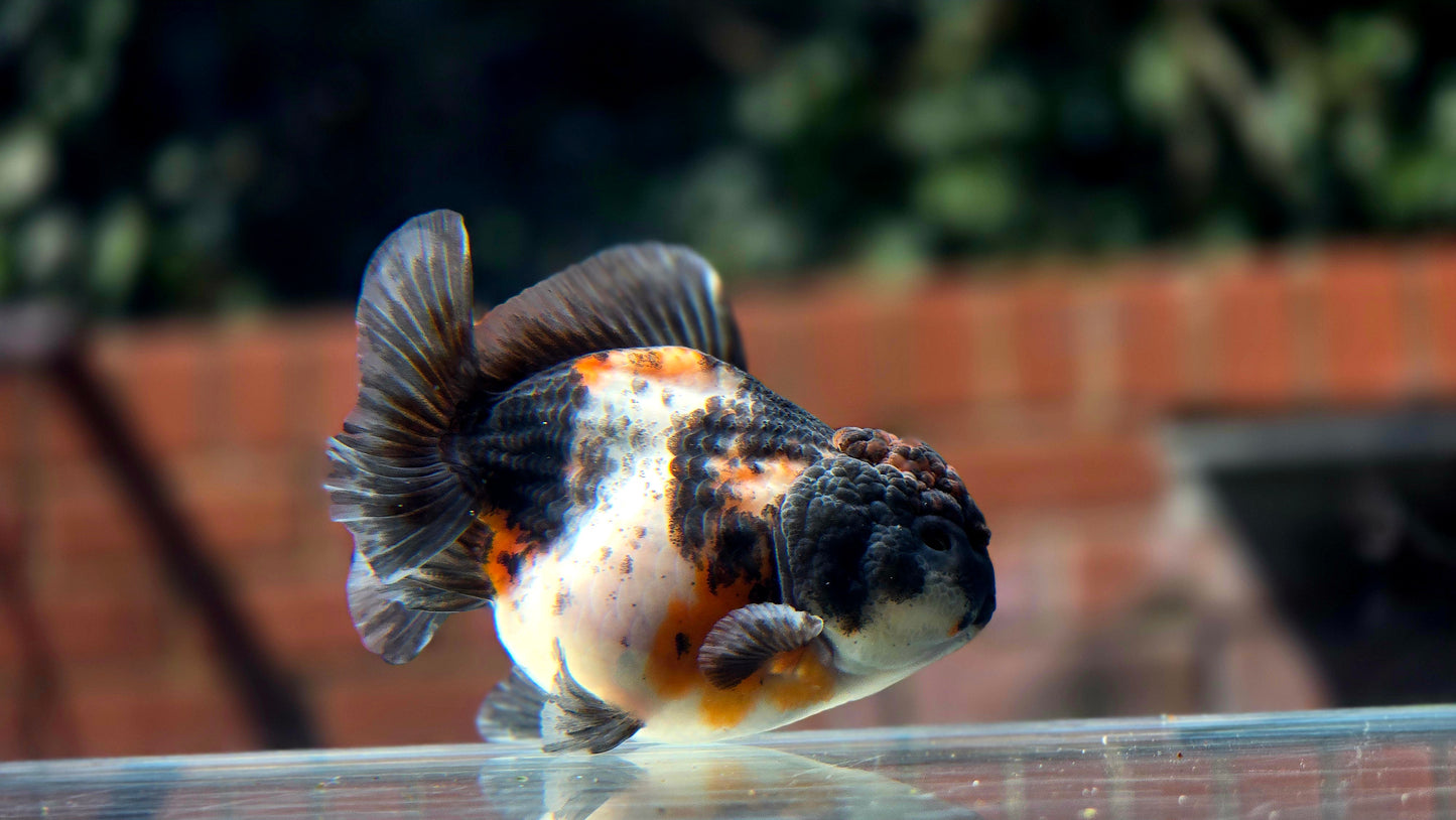 HQ Shogun Oranda July2651 C3