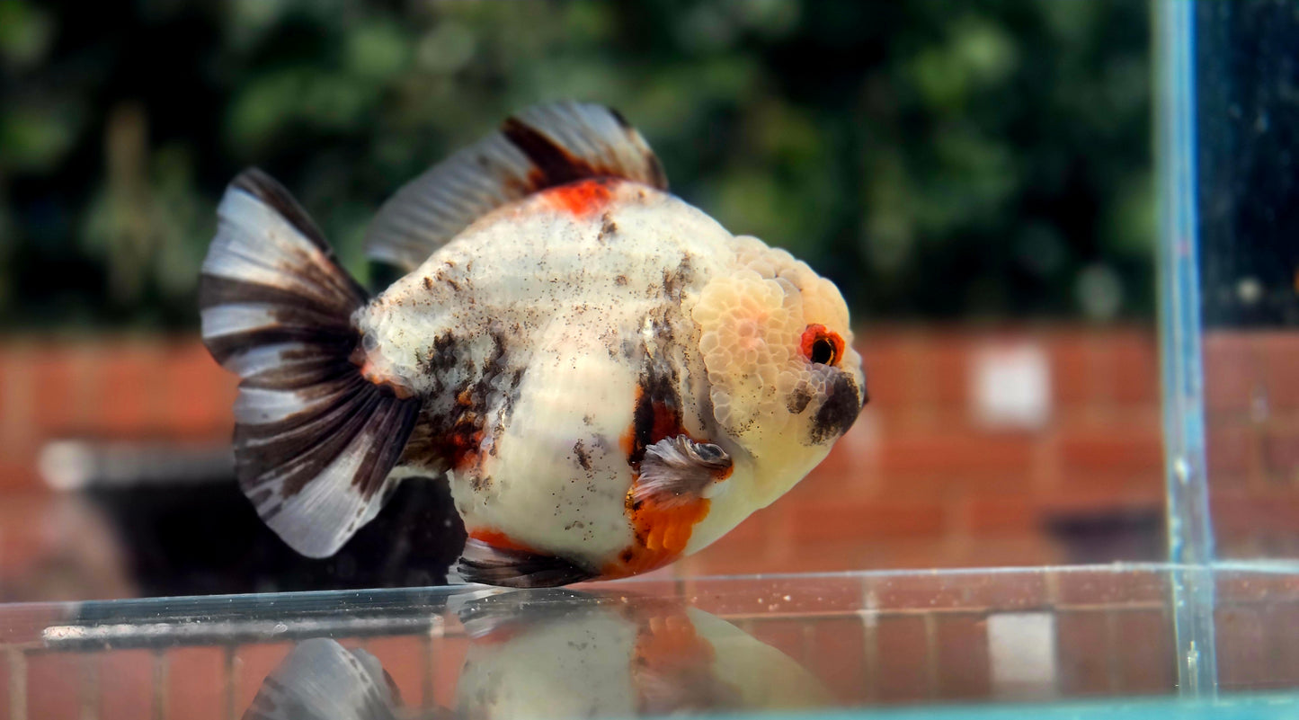 VHQ Jumbo Calico Oranda July2618 T3