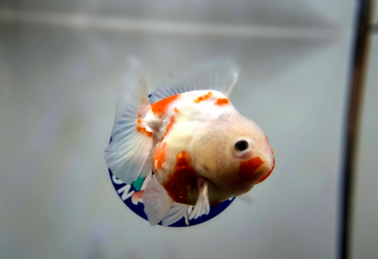 Sakura Oranda Aug002